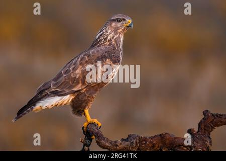 Wintering Common Buzzard (Buteo buteo) in Italy. Perched on a beautiful twisted old piece of wood. Stock Photo