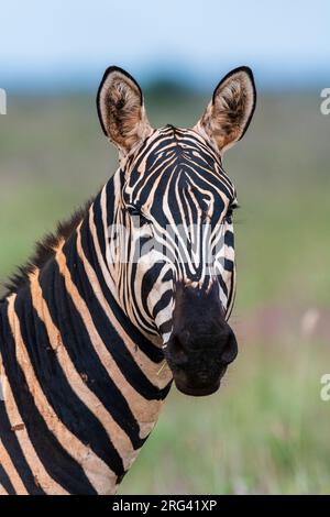 Portrait of a plains zebra, Equus quagga, looking at the camera. Voi, Tsavo, Kenya Stock Photo