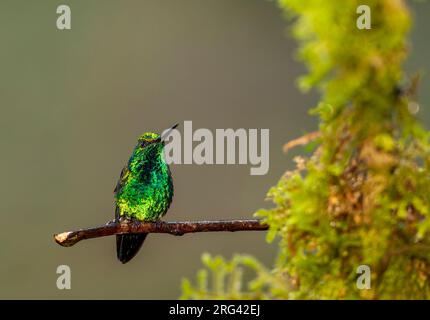 Male Western Emerald (Chlorostilbon melanorhynchus) in western Ecuador. Stock Photo