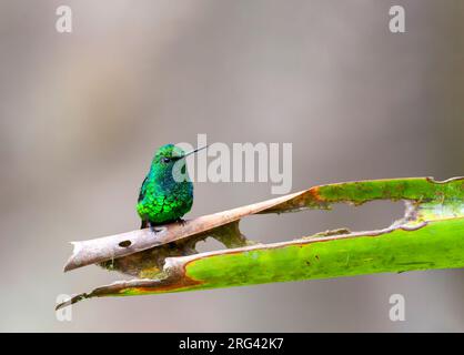Western Emerald (Chlorostilbon melanorhynchus) in western Ecuador. Stock Photo