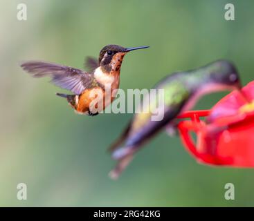 Purple-throated Woodstar (Philodice mitchellii) in Ecuador. Hanging in mid air at a hummingbird feeder. Stock Photo