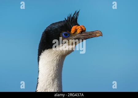 Portrait of an imperial shag, Leucocarbo atriceps. Pebble Island, Falkland Islands Stock Photo