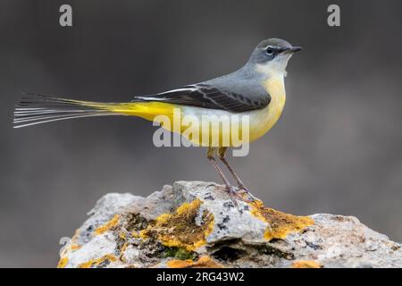 Grey Wagtail (Motacilla cinerea) adult perched on a rock Stock Photo