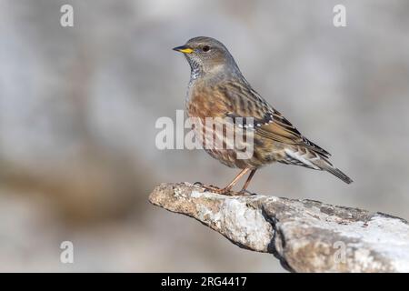 Alpine Accentor (Prunella collaris) perched on a rock in Italy. Stock Photo