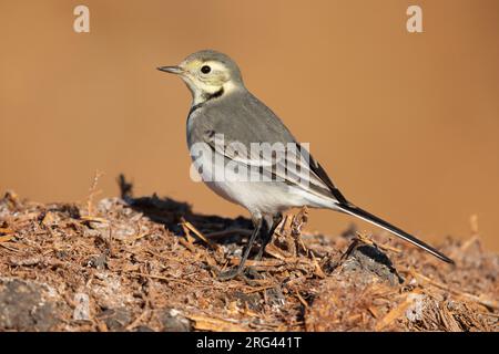 White Wagtail (Motacilla alba), first winter juvenile standing on manure, Campania, Italy Stock Photo