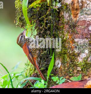 Pearled treerunner (Margarornis squamiger) at San isidro lodge, east slope Andes, Ecuador. Catching an insect. Stock Photo