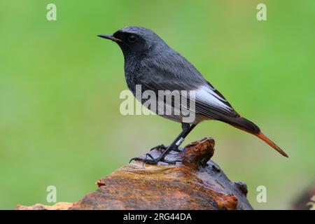 Zwarte Roodstaart mannetje zittend op rots; Black Redstart male perched on rock Stock Photo