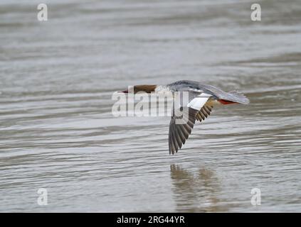 Female Goosander (Mergus merganser merganser) flying, migrating low over water of river Maas showing upperside Stock Photo