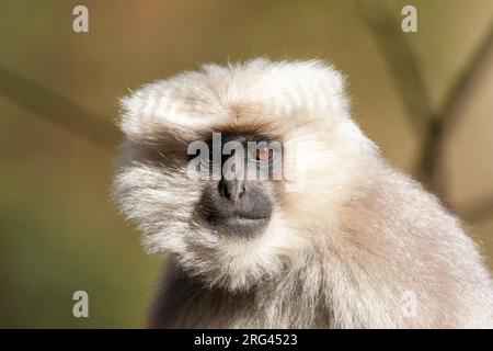 Closeup of a Nepal Gray Langur (Semnopithecus schistaceus) in the high Himalayas. Stock Photo