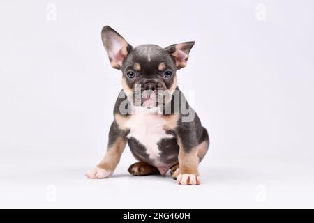 8 weeks old Blue Tan French Bulldog dog puppy Stock Photo