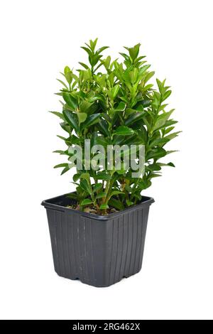Potted 'Euonymus Radicans Green Rocket' spindle tree plant on white background Stock Photo