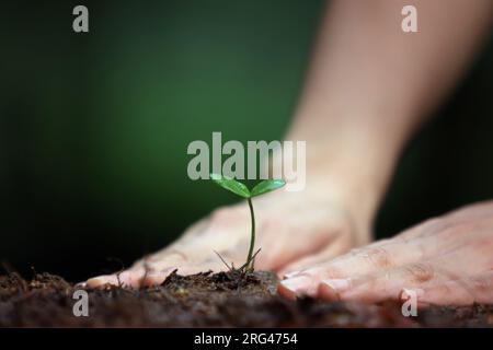 Farmer planting plant sprout sprouted from seed in the ground and covering the seedlings with soil and world global environment protection concept Stock Photo