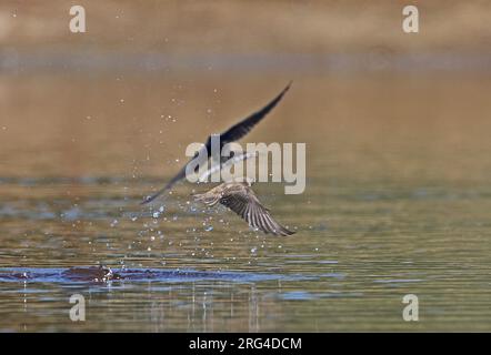 Sand Martin (Riparia riparia) splash bathing with Barn Swallow (Hirundo rustica)  on pool on 'Higher Level Stewardship' land  Eccles-on-Sea, Norfolk, Stock Photo