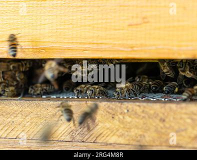 Close up of flying bees. Wooden beehive and bees. Stock Photo