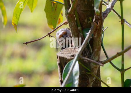 marmoset looking throught the tree Stock Photo