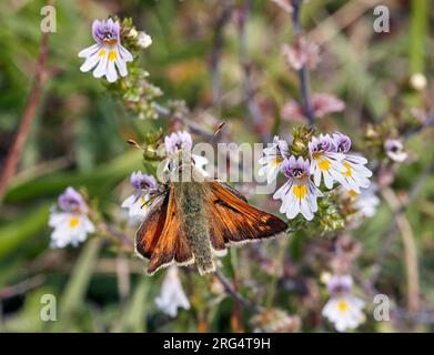 Silver-spotted Skipper nectaring on Common Eyebright. Denbies Hillside, Ranmore Common, Surrey, England. Stock Photo