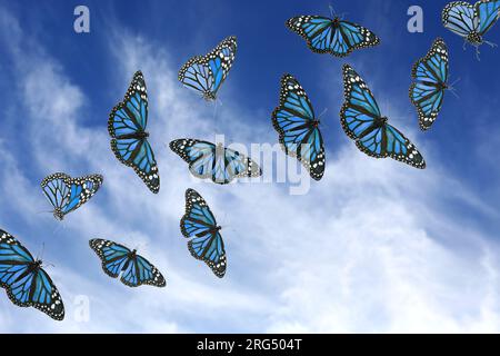 Many beautiful butterflies flying in blue sky Stock Photo