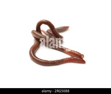 Two earthworms on white background. Terrestrial invertebrates Stock Photo