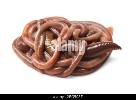 Many earthworms on white background, top view. Terrestrial invertebrates  Stock Photo - Alamy