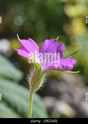 the common corn-cockle plant Agrostemma githago pink flower Stock Photo