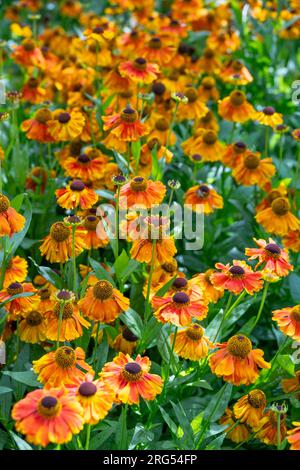 Helenium Sahin’s Early Flowered Stock Photo - Alamy