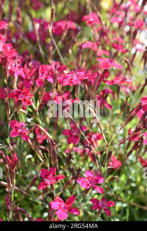 Dianthus deltoides the maiden pink flowering in a garden Stock Photo