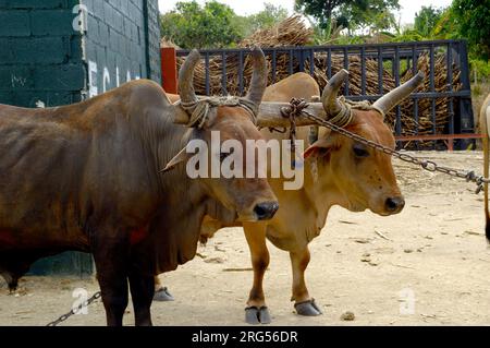 Oxes are working at sugar cane farm. Dominican Republic. Stock Photo