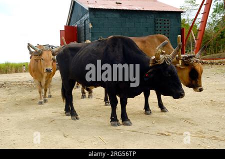 Oxes are working at sugar cane farm. Dominican Republic. Stock Photo