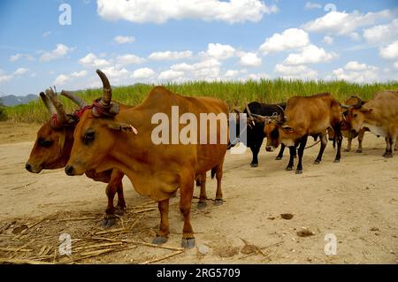 Oxes are working at sugar cane farm. Dominican Republic. Stock Photo