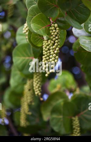 Coccoloba uvifera is a species of flowering plant in the buckwheat family, Polygonaceae, that is native to coastal beaches throughout tropical America Stock Photo