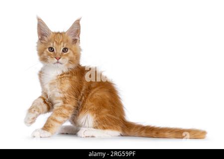 Cute red with white cat kitten, sitting side ways. Looking towards camera with one paw lifted in air. Isolated on a white background. Stock Photo
