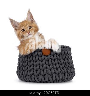 Cute red with white cat kitten, sitting in gray knitted basket. Looking towards camera. Hanging over edge like a truck driver out of a window. Isolate Stock Photo