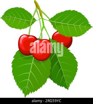 Ripe cherry fruits on branch Stock Vector