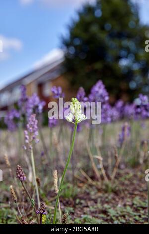 Autumn Squill flowers on a roadside verge, including a rare white form. Hurst Park, West Molesey, Surrey, England. Stock Photo