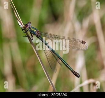 Willow Emerald damselfly (female).  East Molesey, Surrey, England. Stock Photo
