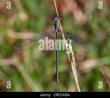 Willow Emerald damselfly (female).  East Molesey, Surrey, England. Stock Photo