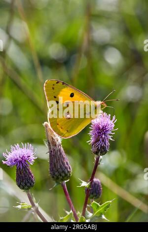 Clouded Yellow nectaring on thistle flowers. Hurst Meadows, East Molesey, Surrey, England. Stock Photo