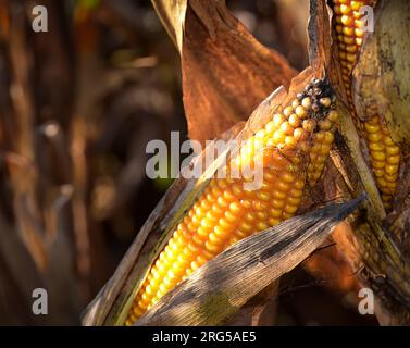 Ripe yellow corn cobs in a field, just before harvest Stock Photo