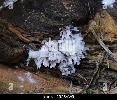 Ceratiomyxa fruticulosa - (Coral or white-fingered slime mold) Stock Photo