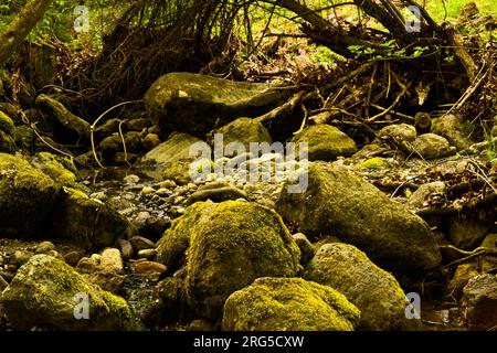 River stones covered with moss in the midle of the forest in dried river Stock Photo