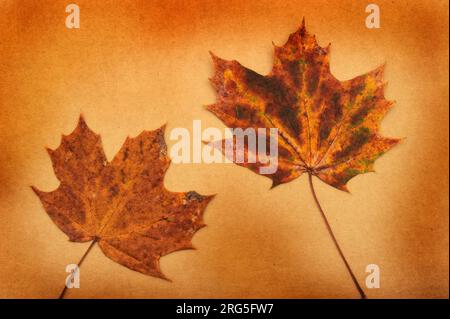 autumn maple leaf still life on a brown backdrop Stock Photo