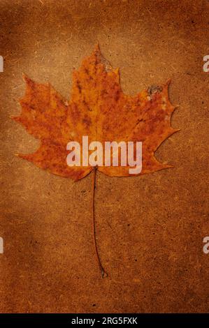 autumn maple leaf still life on a brown backdrop Stock Photo