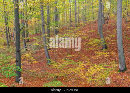 Undergrowth and new shoots in deciduous forest with European beech / common beech trees (Fagus sylvatica) in autumn / fall Stock Photo