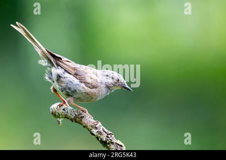 Dunnock (prunella modularis) perched on a branch in Yorkshire, UK in August, Summer. Stock Photo