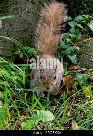 A squirrel in its natural habitat, eats a nut Stock Photo