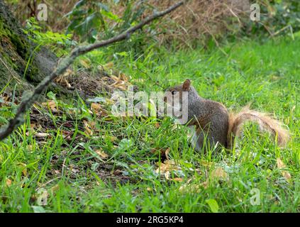 A squirrel in its natural habitat, eats a nut Stock Photo