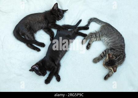 Three nine weeks old kittens asleep, Germany Stock Photo