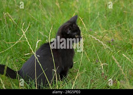Nine weeks old black kitten sitting in grass, Germany Stock Photo