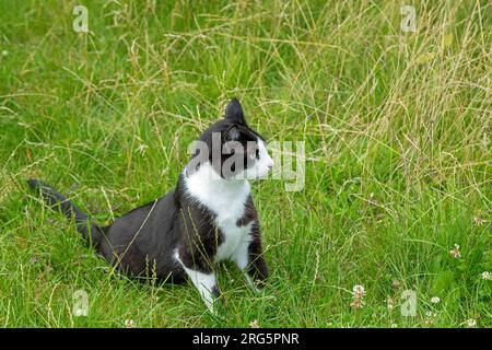 Black and white Tom cat sitting in grass, Germany Stock Photo