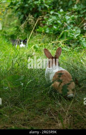 Cat watching Dutch rabbit, Germany Stock Photo